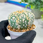 Custom Order- You'll receive the exact live plant (#T1P2) | Las Vegas Plant Seller | 3" Pot