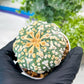 Custom Order- You'll receive the exact live plant (#T1P2) | Las Vegas Plant Seller | 3" Pot
