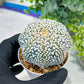 Custom Order- You'll receive the exact live plant (#T1P3) | Las Vegas Plant Shop | 3"Pots