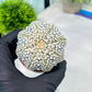 Custom Order- You'll receive the exact live plant (#T1P3) | Las Vegas Plant Shop | 3"Pots