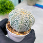 Custom Order- You'll receive the exact live plant (#T1P3) | Las Vegas Plant Shop | 3"Pots