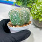 Custom Order- You'll receive the exact live plant (#T1P4) | Imported From Japan/korea | 3" Pot