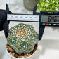 Custom Order- You'll receive the exact live plant (#T1P4) | Imported From Japan/korea | 3" Pot