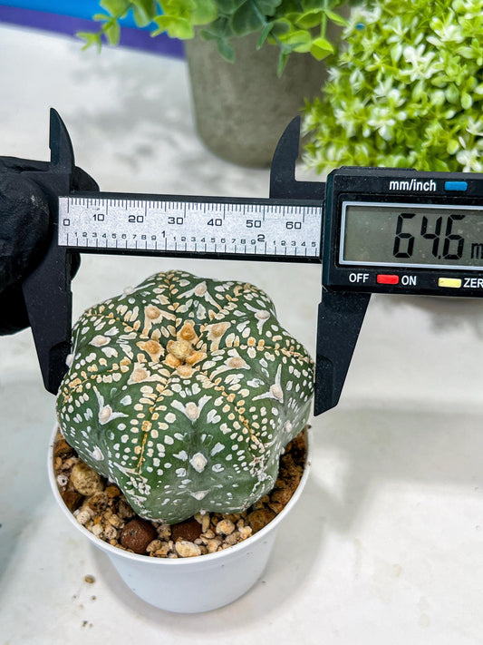 Custom Order- You'll receive the exact live plant (#T1P4) | Imported From Japan/korea | 3" Pot
