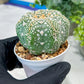 Custom Order- You'll receive the exact live plant (#T1P4) | Imported From Japan/korea | 3" Pot