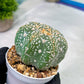 Custom Order- You'll receive the exact live plant (#T1P4) | Imported From Japan/korea | 3" Pot