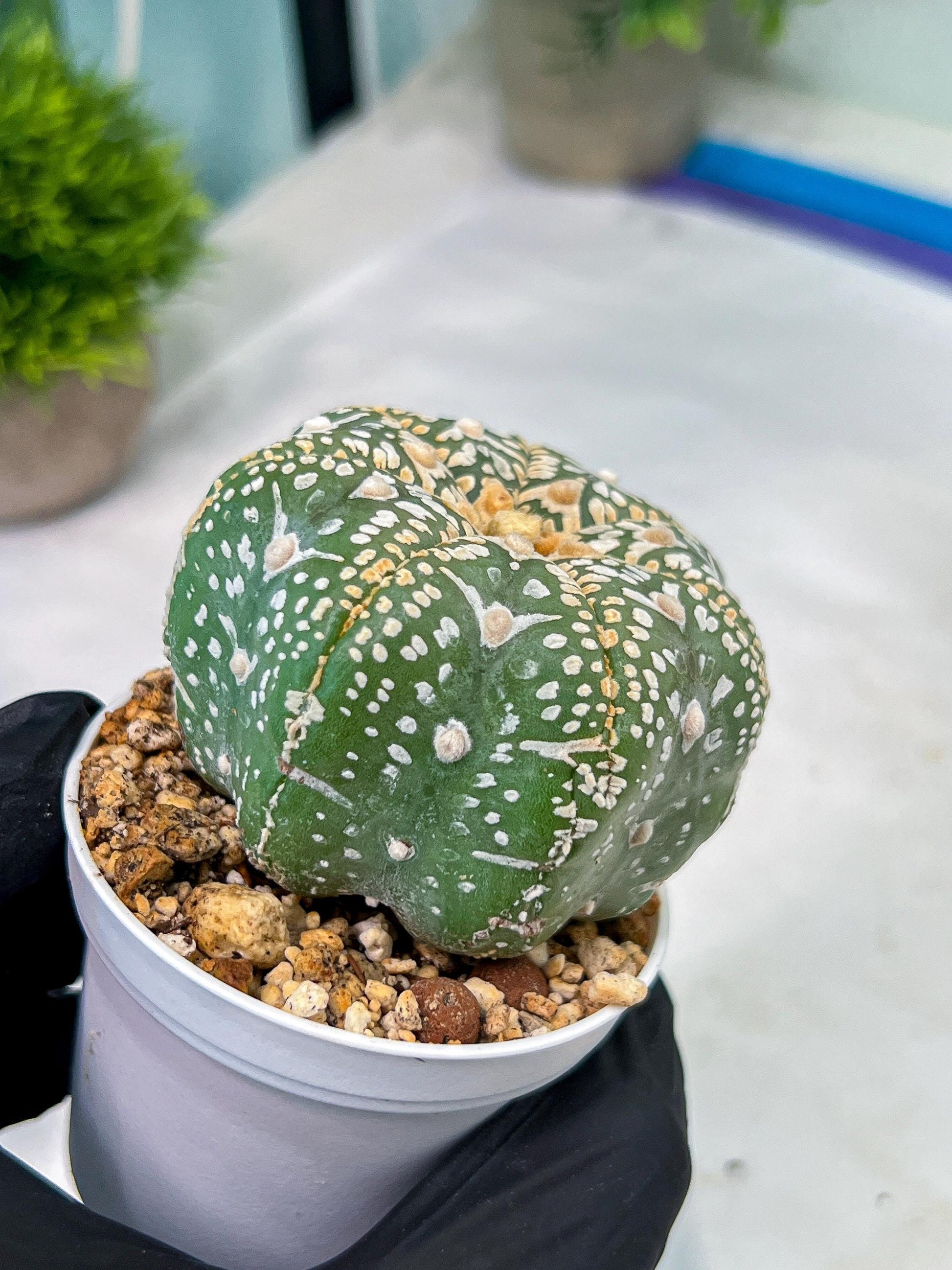 Custom Order- You'll receive the exact live plant (#T1P4) | Imported From Japan/korea | 3" Pot