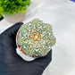 Custom Order- You'll receive the exact live plant (#T1P4) | Imported From Japan/korea | 3" Pot