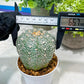 Custom Order- You'll receive the exact live plant (#T1P5) | Las Vegas Botanical Shop | 3" Pot
