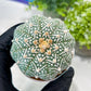 Custom Order- You'll receive the exact live plant (#T1P5) | Las Vegas Botanical Shop | 3" Pot