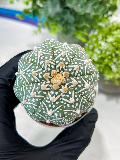 Custom Order- You'll receive the exact live plant (#T1P5) | Las Vegas Botanical Shop | 3" Pot