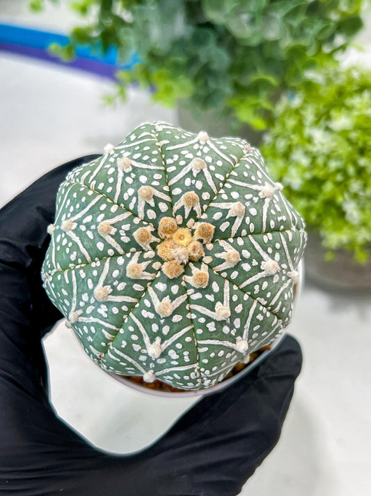 Custom Order- You'll receive the exact live plant (#T1P5) | Las Vegas Botanical Shop | 3" Pot
