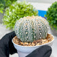Custom Order- You'll receive the exact live plant (#T1P6) | NEVADA Plant Seller | 3" Pot