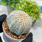 Custom Order- You'll receive the exact live plant (#T1P6) | NEVADA Plant Seller | 3" Pot