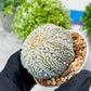 Custom Order- You'll receive the exact live plant (#T1P6) | NEVADA Plant Seller | 3" Pot