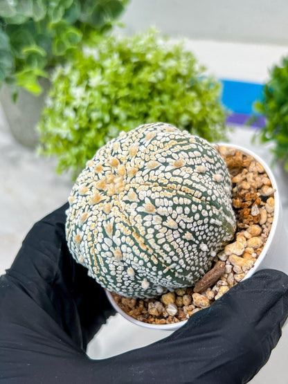 Custom Order- You'll receive the exact live plant (#T1P6) | NEVADA Plant Seller | 3" Pot