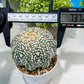 Custom Order- You'll receive the exact live plant (#T1P7) | USA Plant Seller | 3" Pot