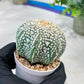 Custom Order- You'll receive the exact live plant (#T1P7) | USA Plant Seller | 3" Pot