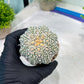 Custom Order- You'll receive the exact live plant (#T1P7) | USA Plant Seller | 3" Pot