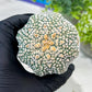 Custom Order- You'll receive the exact live plant (#T1P7) | USA Plant Seller | 3" Pot