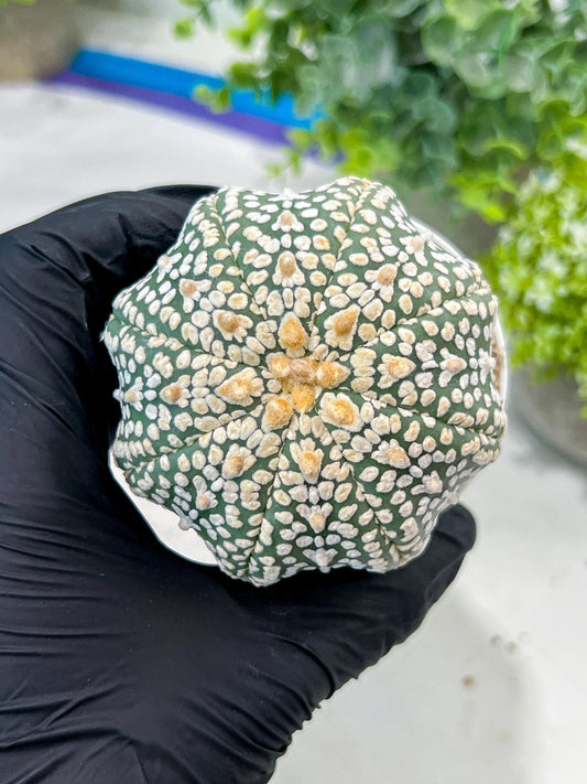 Custom Order- You'll receive the exact live plant (#T1P7) | USA Plant Seller | 3" Pot