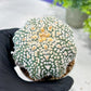 Custom Order- You'll receive the exact live plant (#T1P7) | USA Plant Seller | 3" Pot