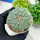 Custom Order- You'll receive the exact live plant (T2) (P1) | Las Vegas Seller | 3" Pot