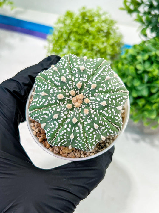 Custom Order- You'll receive the exact live plant (T2) (P1) | Las Vegas Seller | 3" Pot