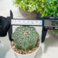 Custom Order- You'll receive the exact live plant (T2) (P1) | Las Vegas Seller | 3" Pot