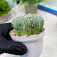 Custom Order- You'll receive the exact live plant (T2) (P1) | Las Vegas Seller | 3" Pot