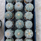 Custom Order- You'll receive the exact live plant (T2) (P1) | Las Vegas Seller | 3" Pot