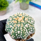 Custom Order- We’ll send you the exact live plant pictured (T2) (P2) | NEVADA Plant Seller | 3" Pot