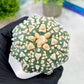 Custom Order- We’ll send you the exact live plant pictured (T2) (P2) | NEVADA Plant Seller | 3" Pot