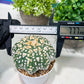 Custom Order- We’ll send you the exact live plant pictured (T2) (P2) | NEVADA Plant Seller | 3" Pot
