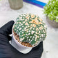 Custom Order- We’ll send you the exact live plant pictured (T2) (P2) | NEVADA Plant Seller | 3" Pot