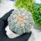 Custom Order- You will get the exact plant (T2) (P3) | USA Plant Seller | 3" Pot