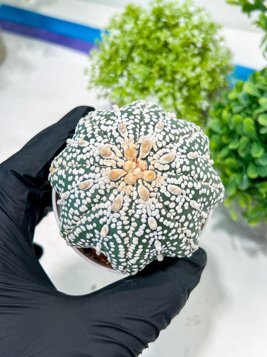 Custom Order- You will get the exact plant (T2) (P3) | USA Plant Seller | 3" Pot