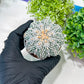 Custom Order- You will get the exact plant (T2) (P3) | USA Plant Seller | 3" Pot