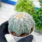 Custom Order- You will get the exact plant (T2) (P3) | USA Plant Seller | 3" Pot