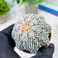 Custom Order- You will get the exact plant (T2) (P3) | USA Plant Seller | 3" Pot