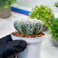 Custom Order- You'll receive the exact live plant (T2) (P4) | Las Vegas Plant | 3" Pot