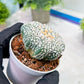 Custom Order- You'll receive the exact live plant (T2) (P4) | Las Vegas Plant | 3" Pot