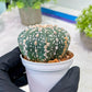 Custom Order- You'll receive the exact live plant (T2) (P5) | USA Plant Seller | 3" Pot