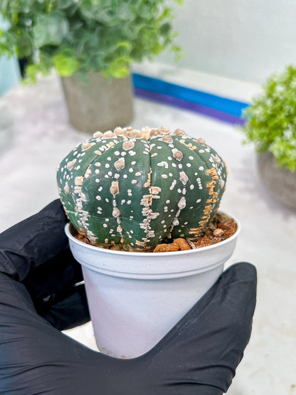 Custom Order- You'll receive the exact live plant (T2) (P5) | USA Plant Seller | 3" Pot