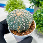 Custom Order- You'll receive the exact live plant (T2) (P5) | USA Plant Seller | 3" Pot