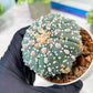 Custom Order- You'll receive the exact live plant (T2) (P5) | USA Plant Seller | 3" Pot