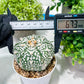 Custom Order- You'll receive the exact live plant (T2) (P6) | NEVADA Plant Shop | 3" Pot