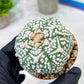 Custom Order- You'll receive the exact live plant (T2) (P6) | NEVADA Plant Shop | 3" Pot