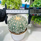 Custom Order- You'll receive the exact live plant (T2) (P7) | NEVADA Seller | 3" Pot