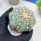 Custom Order- You'll receive the exact live plant (T2) (P7) | NEVADA Seller | 3" Pot